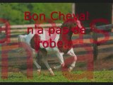 Proverbes et Citations du Cheval...