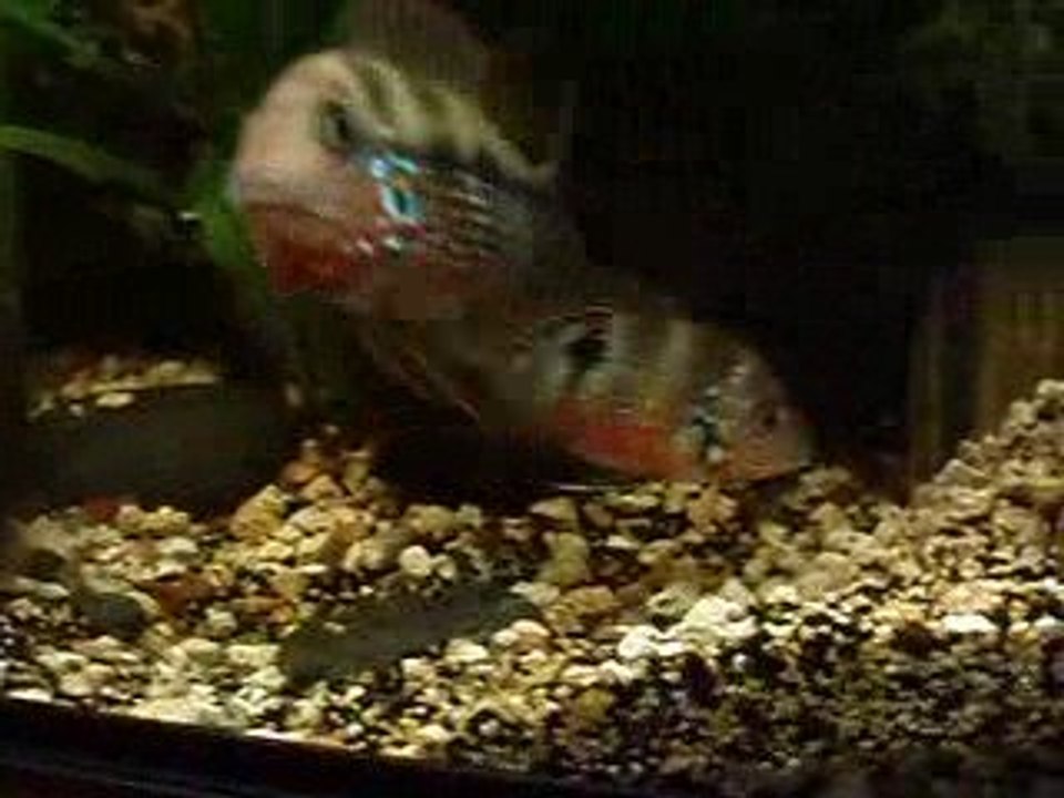 Repro Thorichthys ellioti 01