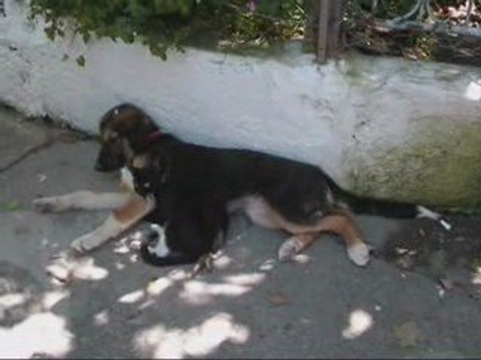 Boncuk ve Boncuk'un kedi arkadaşı (1)