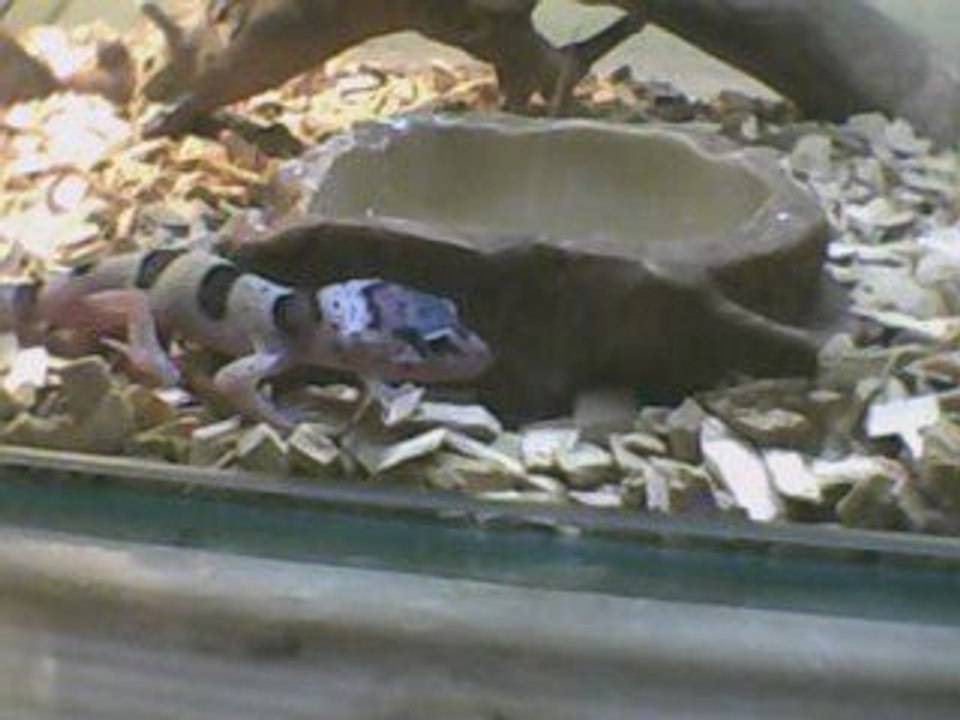 la chasse de ptit-rex