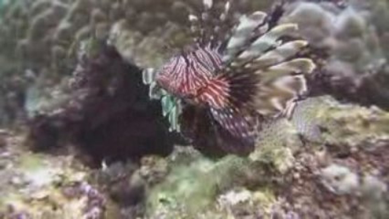 Diving Mozambique - part 2