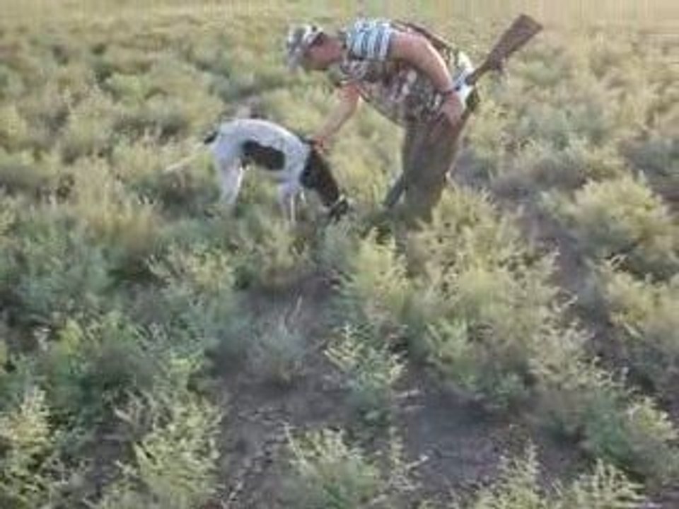 ilk abort, av , ingiliz pointeri, bulut, adana avcıları