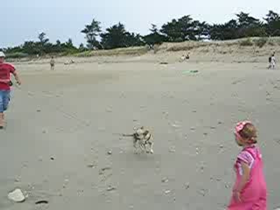 vidéogag bouledogue