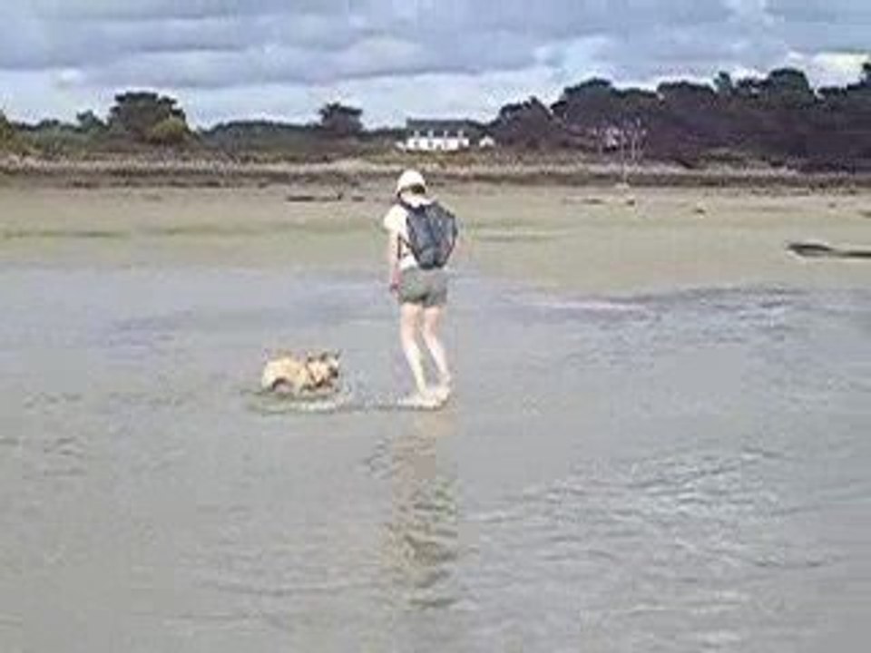 bouledogue dans l'eau