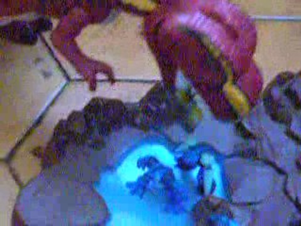 Gormiti  contre le dinosaure