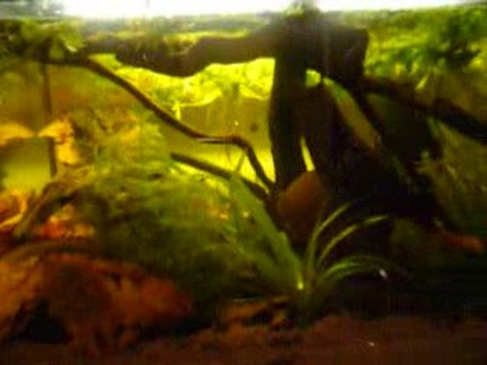 bac aureocephalus