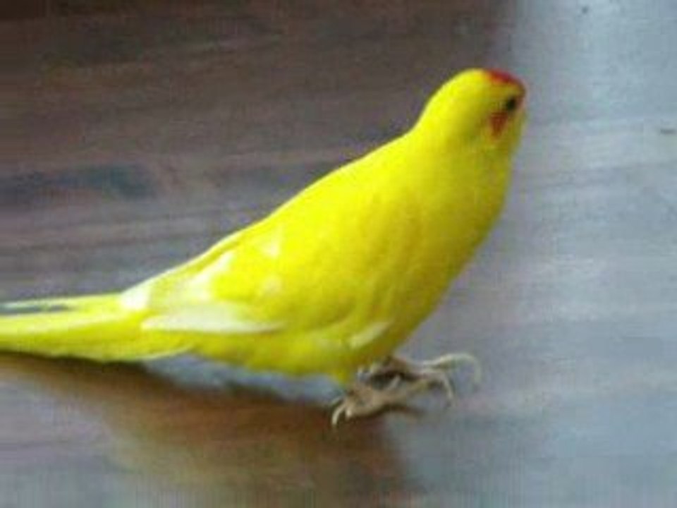 1ère sortie d'un petit kakariki