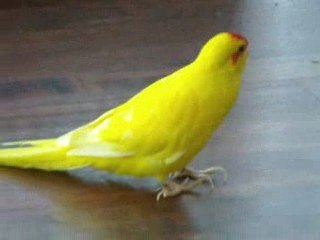 1ère sortie d'un petit kakariki