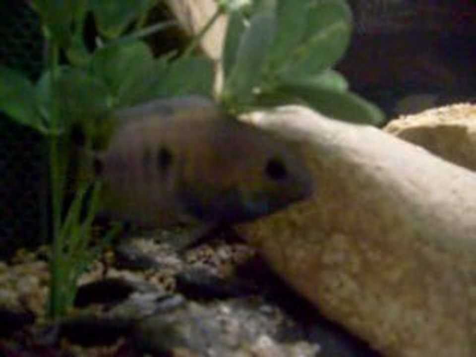 Cryptoheros septemfasciatus