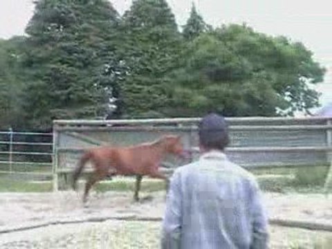 Perceval De Keranden 3 ans (sauts en liberté)