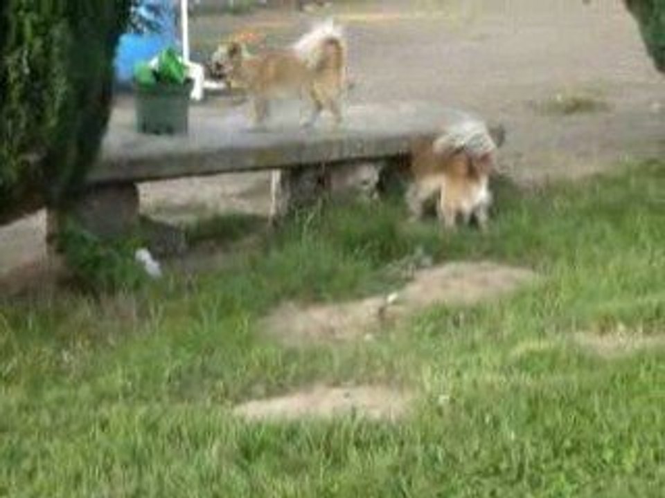 C'est toi le loup, et puis c'est tout !