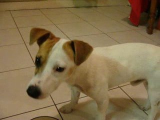 Donut et son plat préféré "Le poulet"