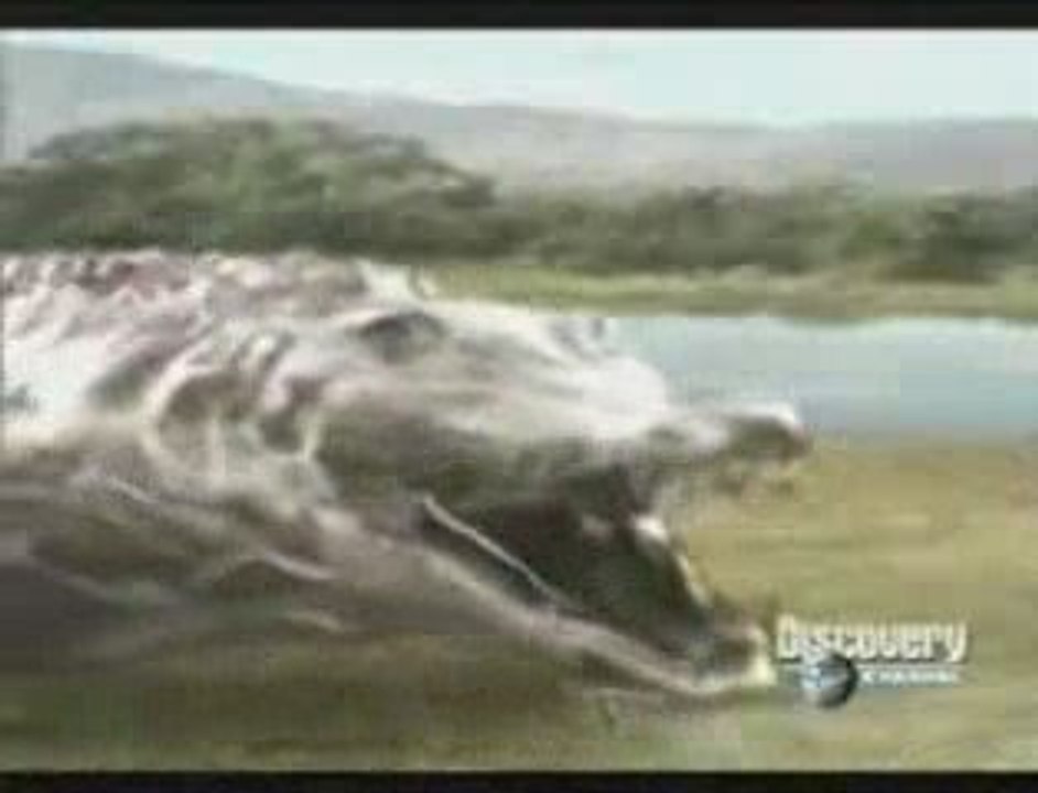 MUST SEE - Animal Face-Off - Crocodile vs Lion, versus vs