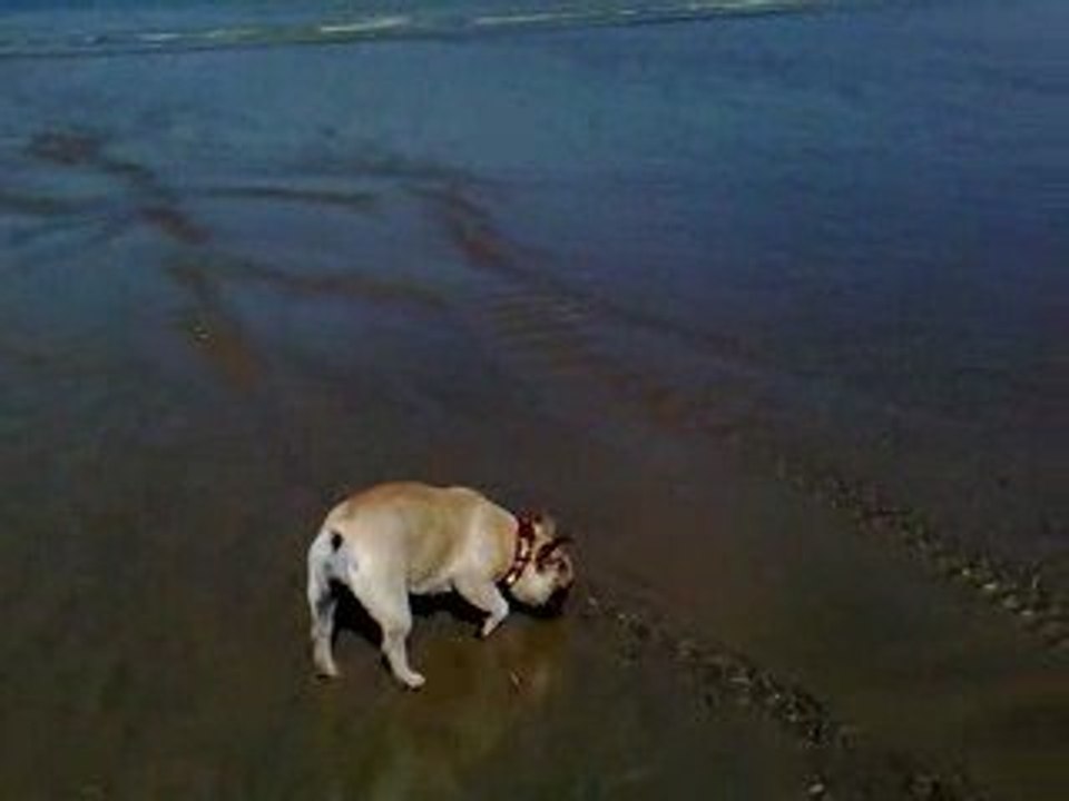 falko et ciara a la mer AOUT 2009