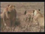 MUST SEE - Lion attack man, lions attacks, real attacking, v