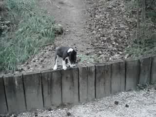 Elvis saute d'un petit muret