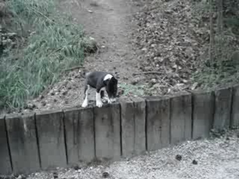 Elvis saute d'un petit muret