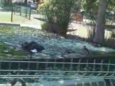 Cadre de vie Camping Le Soleil Argeles Juillet 2009