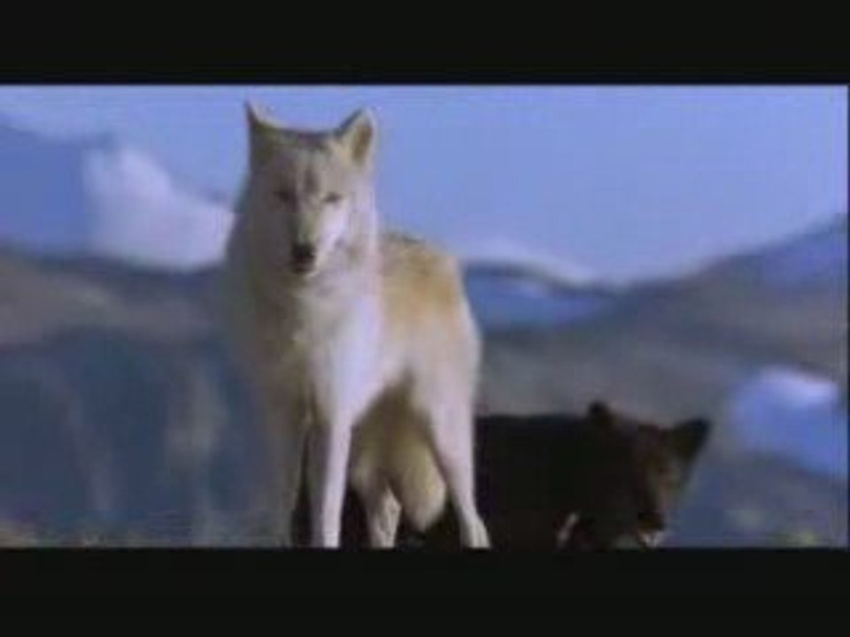 The universe of wolves