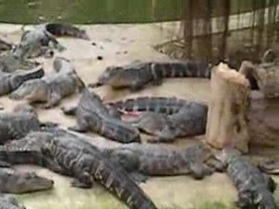 aligator bay "le gouter des crocodiles"