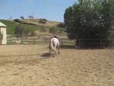 Start up débourrage lundi 13 aout 2009