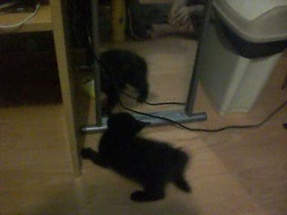 C'est bête un chat !!! lol !! MDR