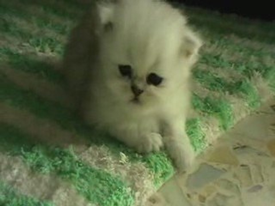 Chaton persan silver shaded disponible Epsilon