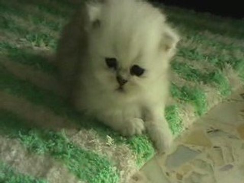 Chaton persan silver shaded disponible Epsilon