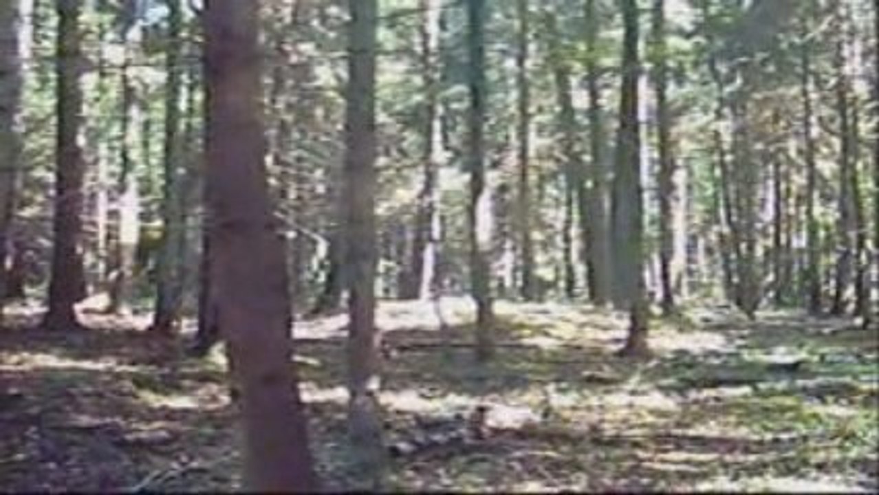 Puszcza Białowieska - Kurhany