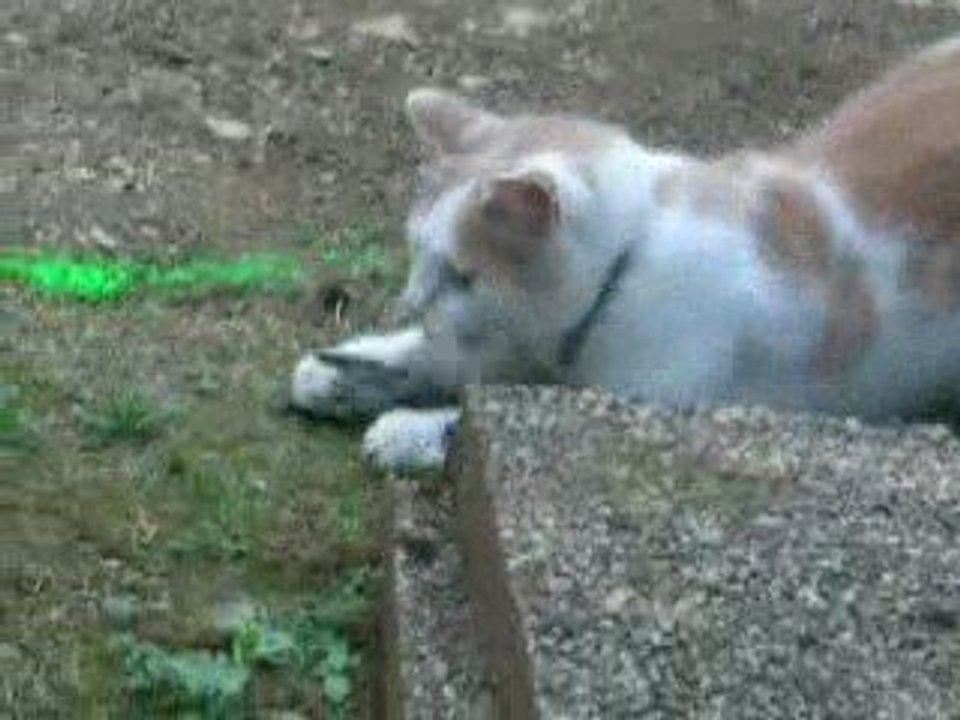 mon chat s'amuse