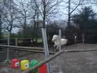 Pom à l'obstacle 1m10