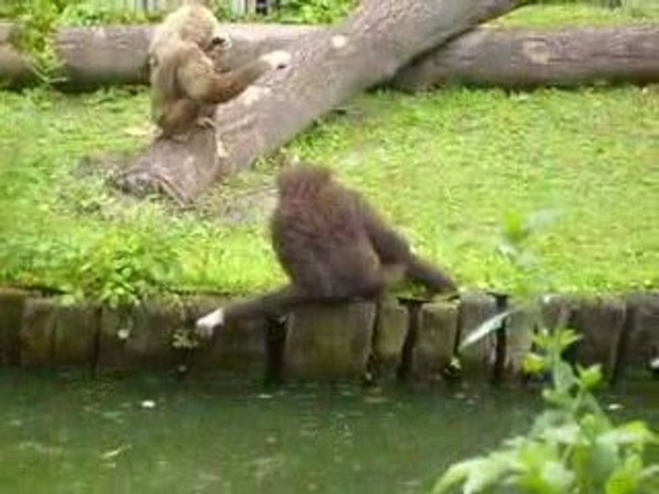 zoo de lille