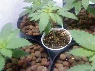 AK47 Feminized Growupdate 17 Aug