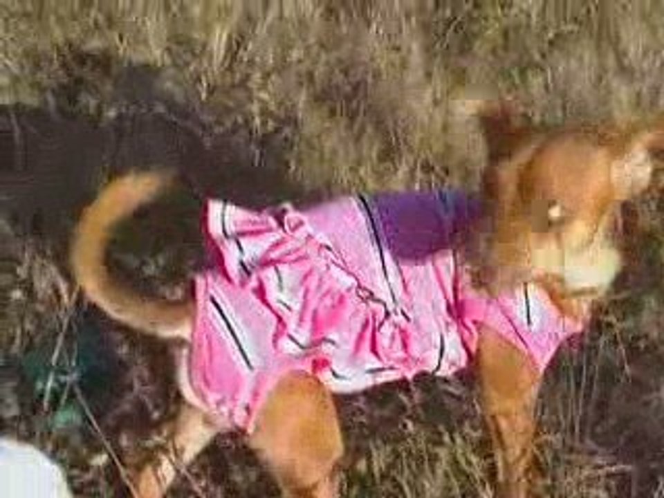 vétement pour chien vendu sur internet e-bay saintepromos 10