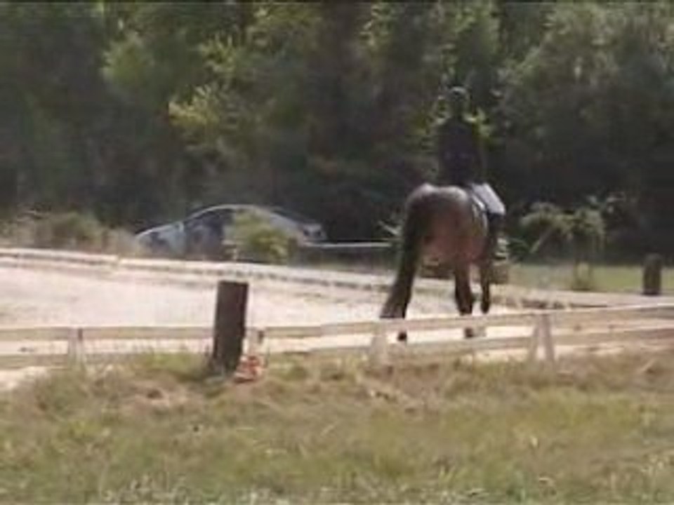 que veux tu 1er dressage