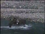 grizzly bear vs caribou, fight versus vs