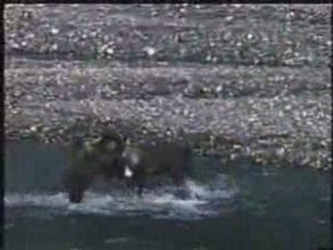 grizzly bear vs caribou, fight versus vs