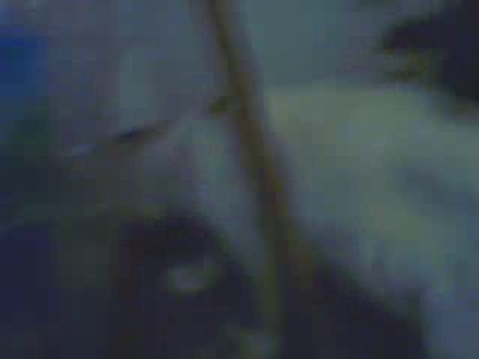 Vid0009