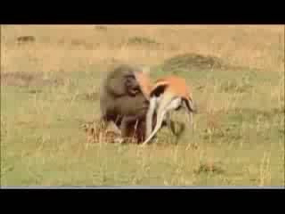 gazelle vs baboon, fight versus vs