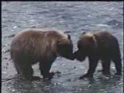 Grizzly Bear vs Caribou - After, fight versus vs