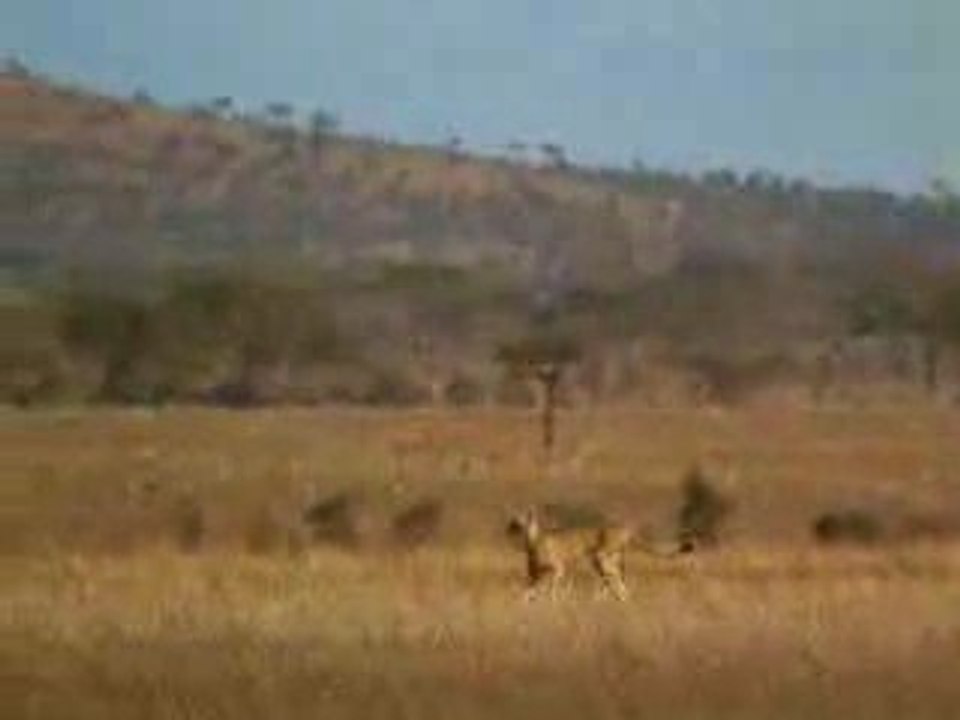 cheetah vs. man,   versus, who wins?