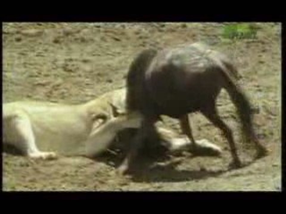 Lioness and Buffalo, fight versus vs