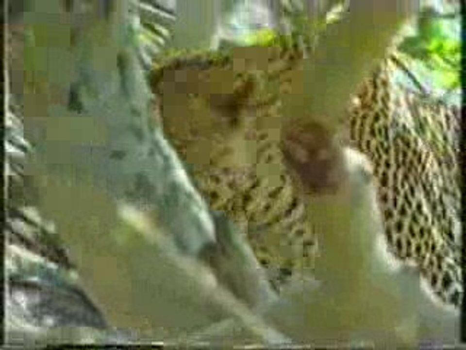 Leopard & Cheetah vs Baboons, fight versus vs