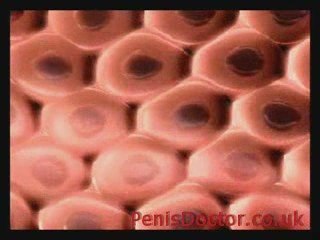 Natural Penis Enlargement