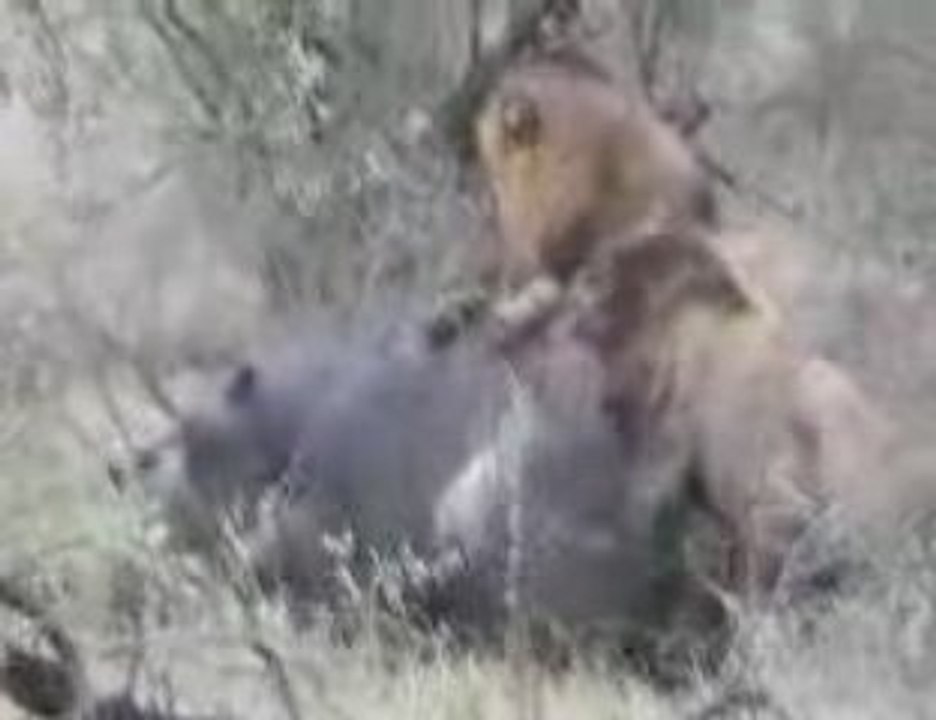 2 male Lions attack Hippo at Krugerpark, fight versus vs