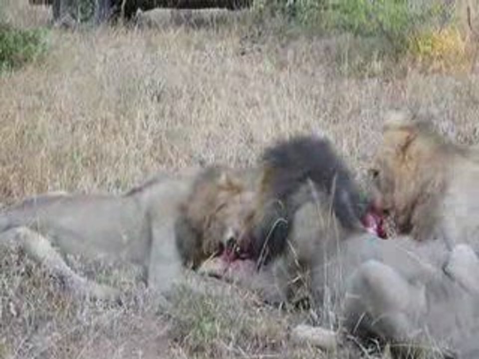 Lions hunt and eat Warthog, fight versus vs