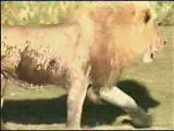 Lions Hunt and kills Hyena, fight versus vs