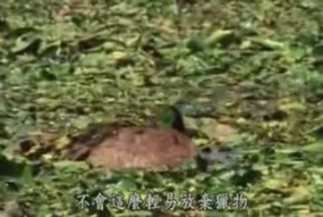 Tiger vs Crocodile, fight versus vs