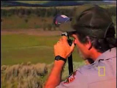 Wolves vs. Grizzly Bears, fight versus vs