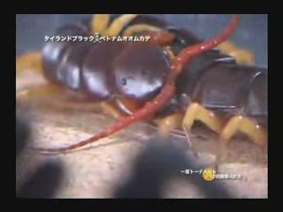 MUST SEE - Centipede vs Tarantula vs Scorpion ?, versus vs